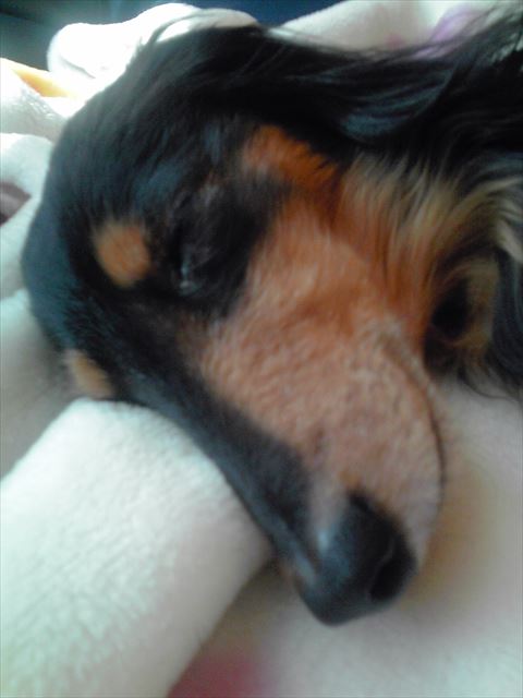 気持ちよさそうによく寝てる・・