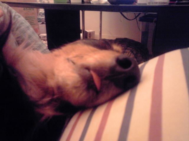 ごめん、あんまりかわいいから写真撮ったよ。