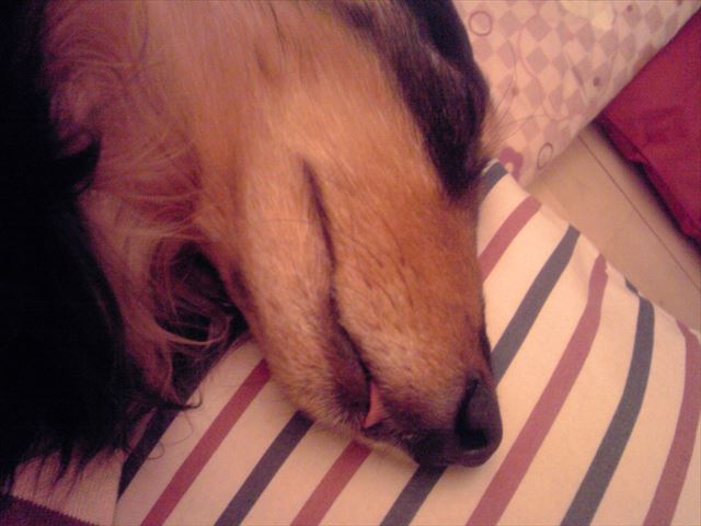 よく寝てる・・。夢の中でも楽しくね。