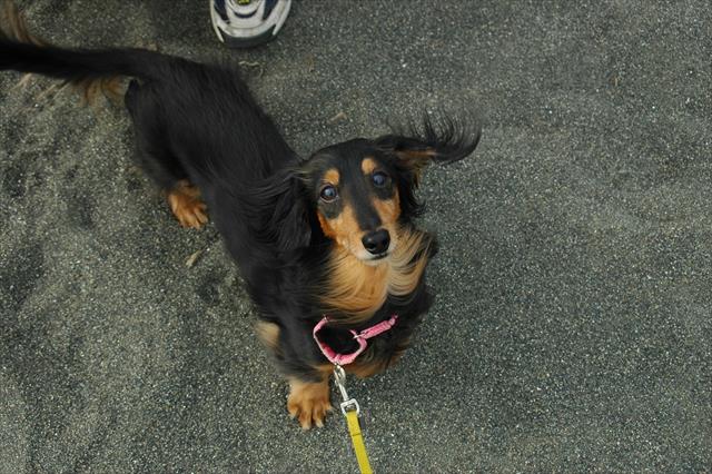 初めての砂浜。「コレなに？」の顔。