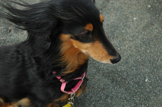 ルパン、ルパンに会いたいよ。もう一度一緒に海を見に行きたいよ。