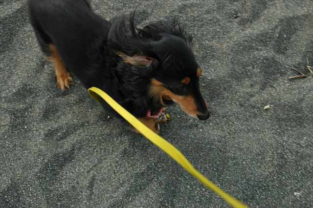 ルパンと海岸歩くの、大好きだったよ。