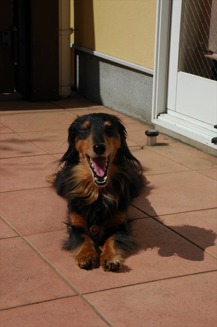 ひなたぼっこ。眠くなってきた？