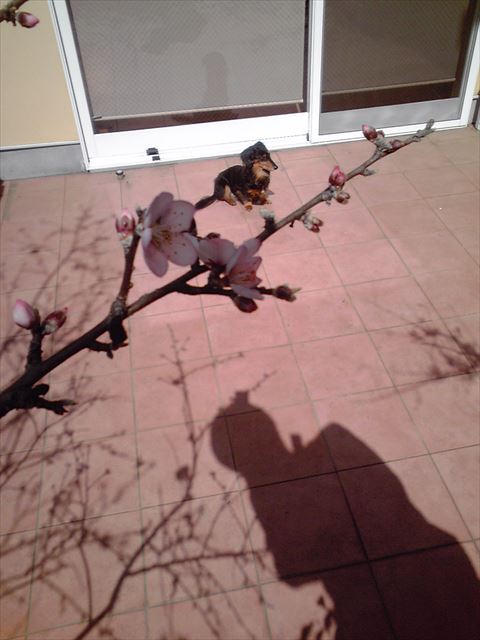 ルパンと迎える春。幸せを噛みしめる。