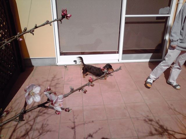 春だね。幸せがいっぱい。