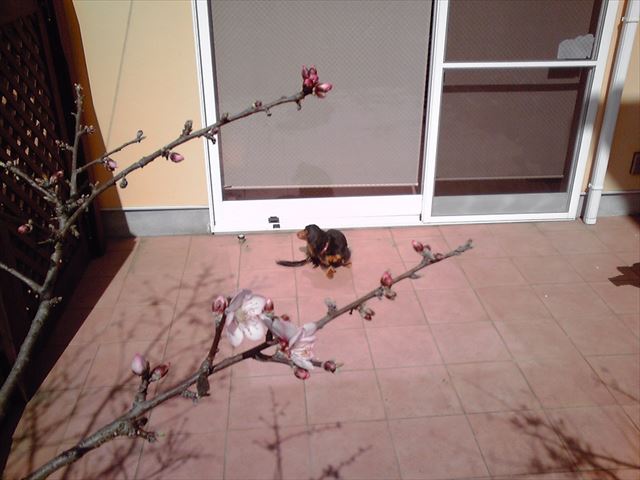 春が来たね。アーモンドの花が咲いたね。