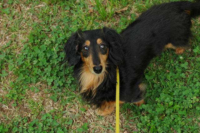 ルパンにはクローバーがよく似合う。