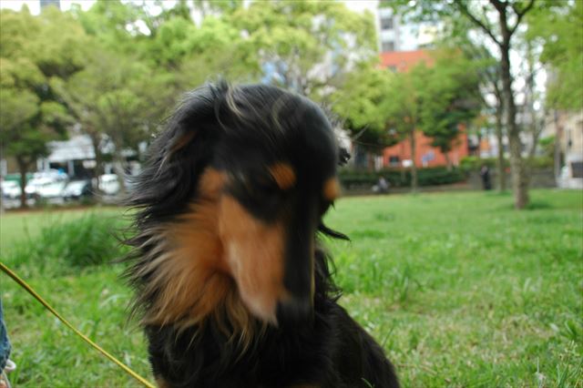 沢渡公園。ルパンも好き？私は大好き。