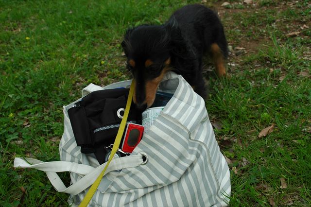 いたずらっこのルパンも大好きだった