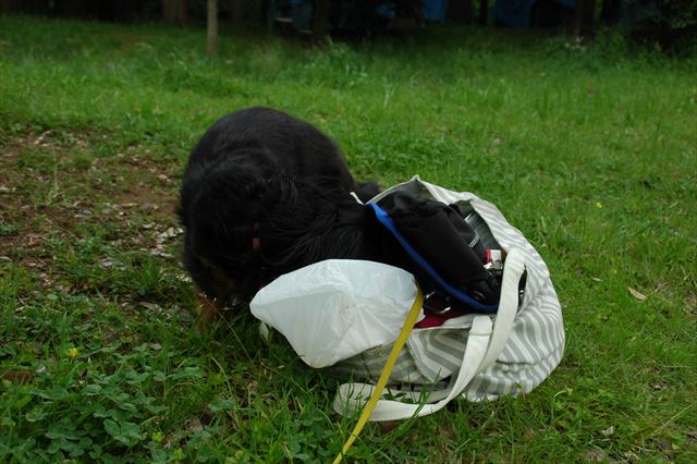 やってるやってる・・