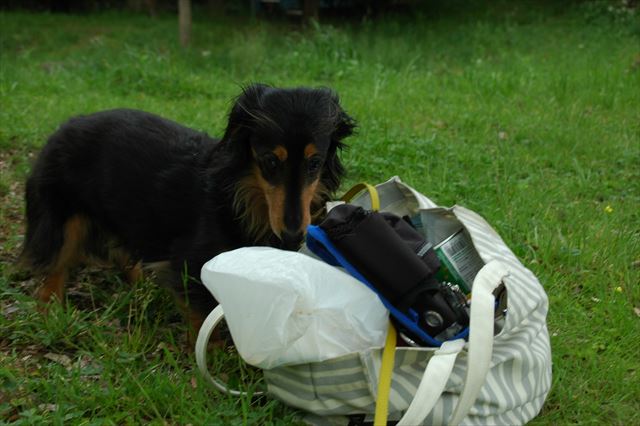 あ、いいもの見つけたな♪