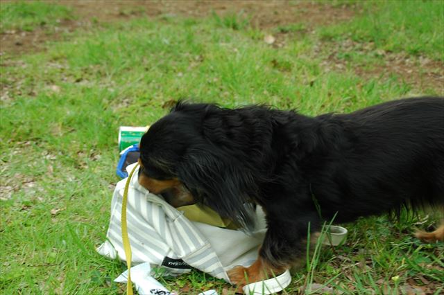 やってるやってる・・