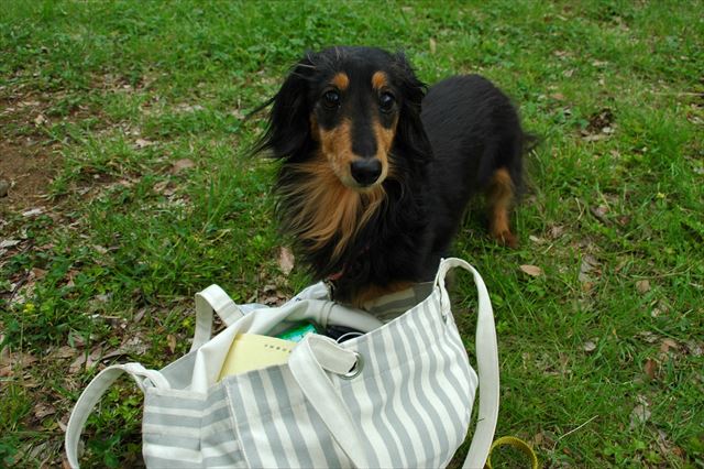 何見つけたの？