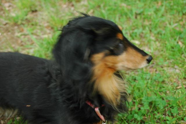 ルパンはクローバーが大好きだったよね。