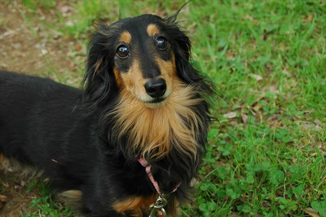 ルパン、ありがと。いつも一緒だよね。