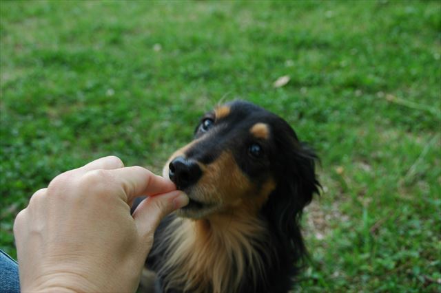 はい、あげる。手噛まないように食べてくれるね。ありがとね。