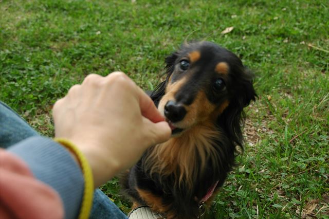 ルパンとの最高の思い出のひとつ。久しぶりの横浜でふたりきりでのんびり。