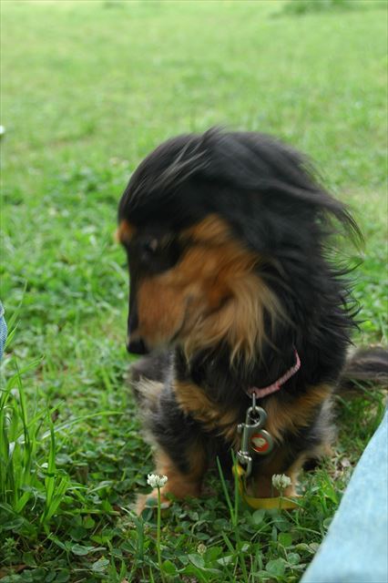 ルパンはクローバーが好きだったよね。