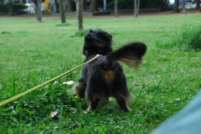 papa戻ってきたよ！大好きだったよね、papaのこと。