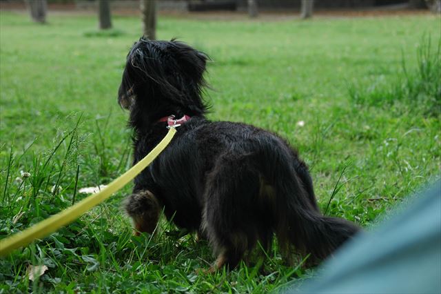 papaを待つ後ろ姿・・