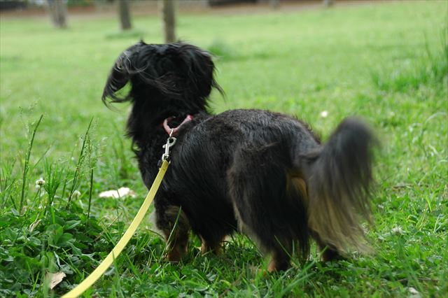 papaの帰りを待つルパン。かわいくってたまらないその後ろ姿。