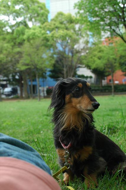 ルパンと一緒の休日。買い物から戻ってくるpapa待ってるんだよね。