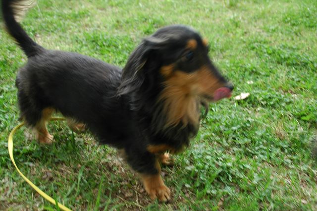 papaに駆け寄るルパン。よかったね、戻ってきたよ。