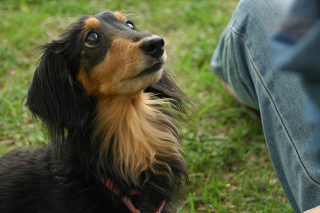 こんな顔で見つめられたら困っちゃう。かわい過ぎて困っちゃう。