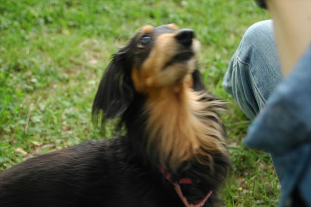 papaを見つめるかわいい瞳