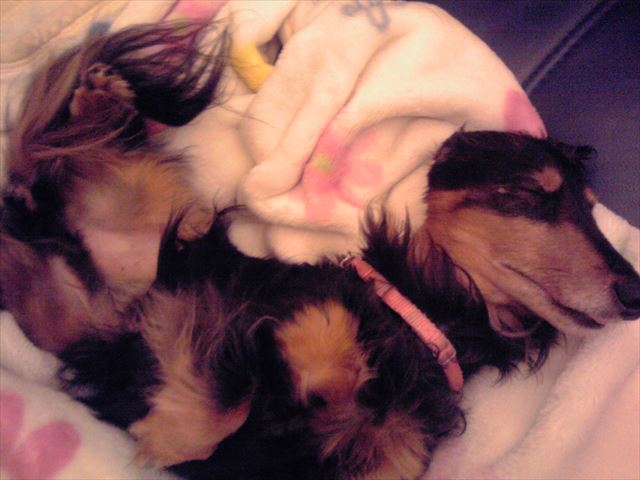 安心しきって寝てる。私も幸せだよ、ルパン。