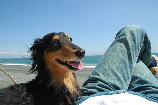 ルパンの笑顔、私を元気にする笑顔