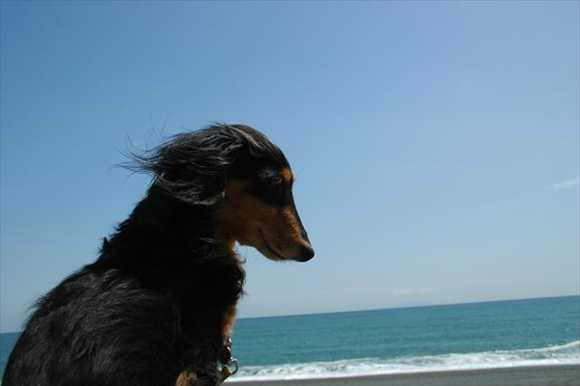 ルパンと海見るの大好きだった