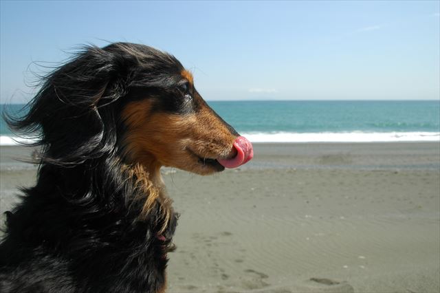 ねぇルパン、何見てるの？何考えてるの？