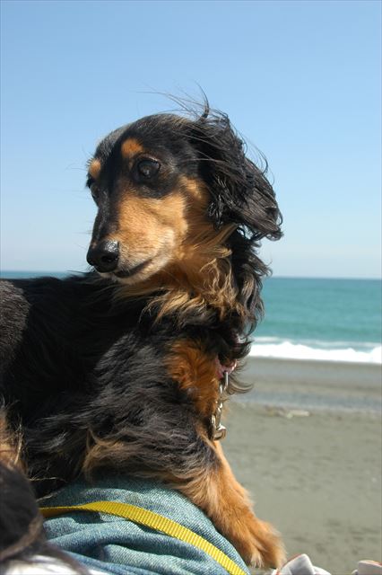 私の足の上。ルパンの重み、今でも覚えているよ。