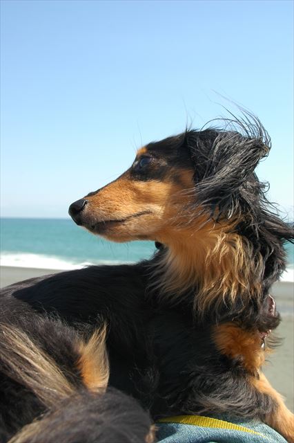 私のひざの上。ルパンの重みとぬくもり、覚えてるよ。