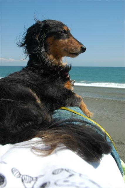 ルパンとふたりきりの海岸。真っ青な空と海。最高の思い出。