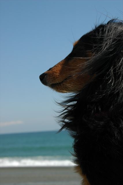 何を見ているのかな。