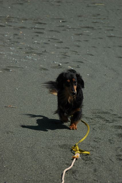 浜辺のお散歩。楽しいね。
