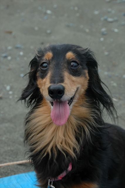 ルパンとふたり。浜辺のデート。忘れられないよ。