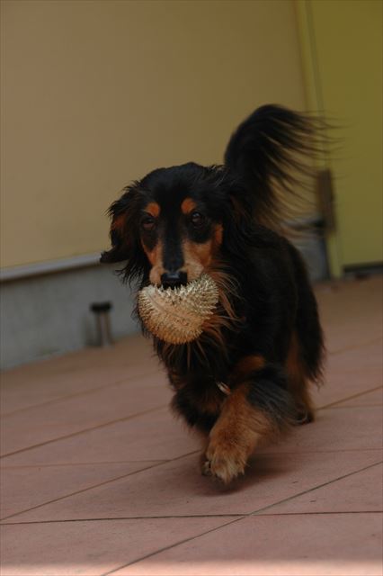 たくさん遊んでくれてありがとね。