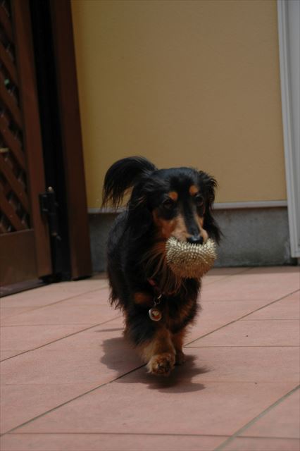 ルパンも私もボール投げ大好きだった・・