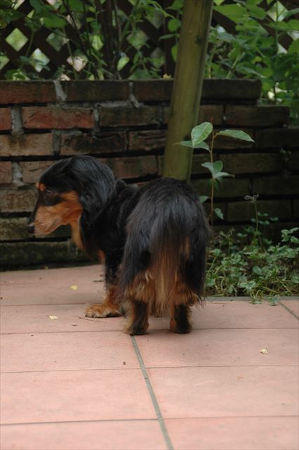 お尻もかわいいの、ルパンは。