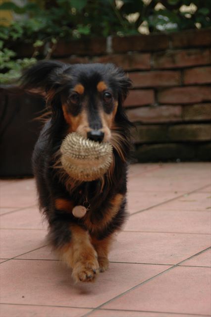 一生懸命なルパンが大好きだよ。私もがんばるよ。