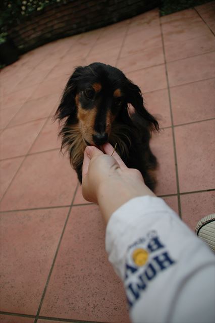 ボール上手に取ってこれたね。ハイごほうび。