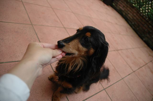 はい、ごほうび♪