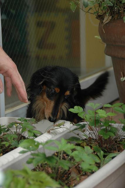 苺、見つけられるかな。