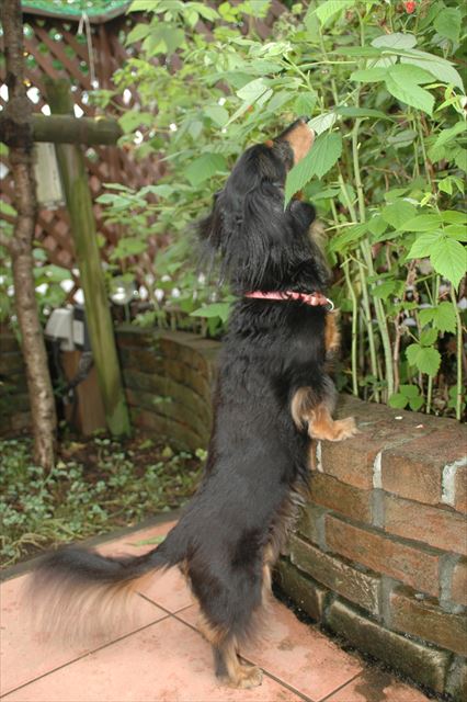 ラズベリー。自分で取るのが好きなんだよね。