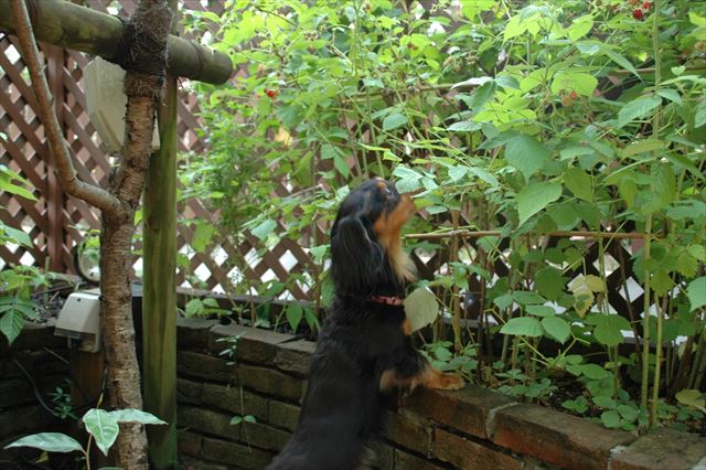 ラズベリー取れるかな？自分で取れるかな。