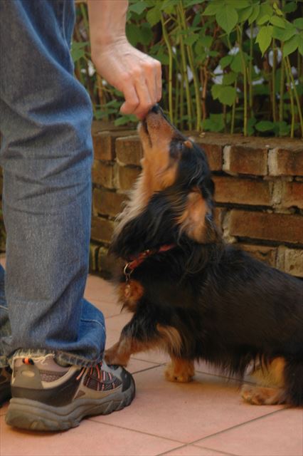 ガーデニングしてるとルパンも必ず傍にいて。「おりこうさん♪ ごほうびだよ」