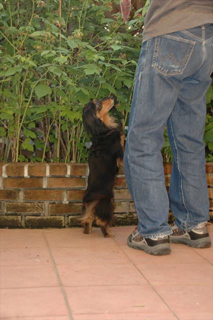 欲しいのね。ボクも！って言ってるのね。